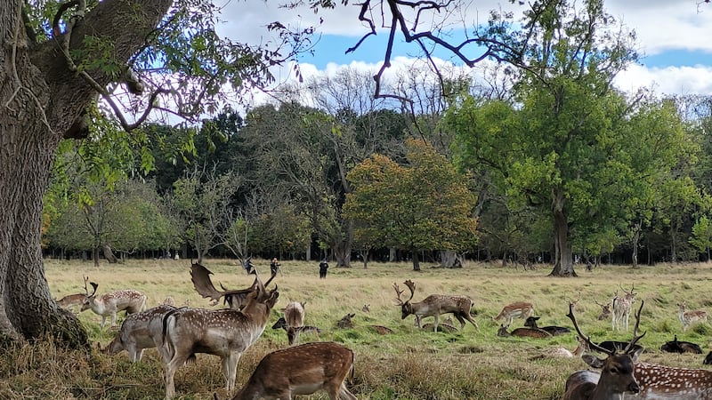 ‘We don’t have a plan’: Invasive species take hold as action lags legislation