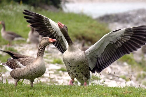 Planning permission for rowing centre is refused over concerns for geese