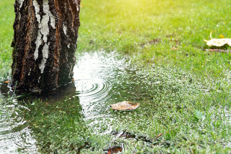 Is your garden waterlogged after the endless rain? Here’s what to do